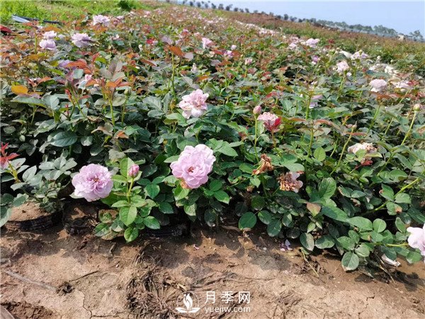 春天照著養(yǎng)，月季花朵多到爆炸！(圖1)