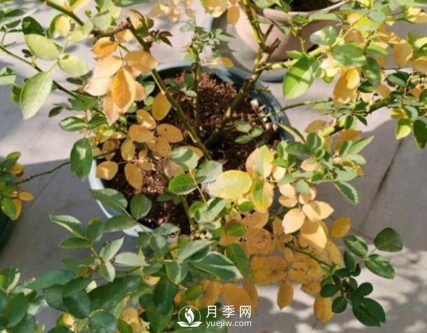 月季從底部開始黃葉是什么原因？(圖1)