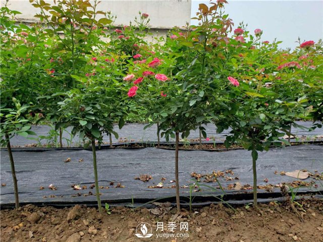 月季花，什么時候重剪好？(圖1)
