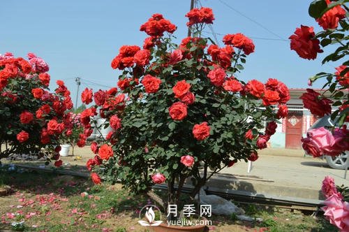 陶盆和塑料盆，哪個更適合種月季呢？(圖1)