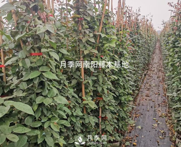 藤本月季養(yǎng)護(hù)攻略，千萬別錯過！(圖1)