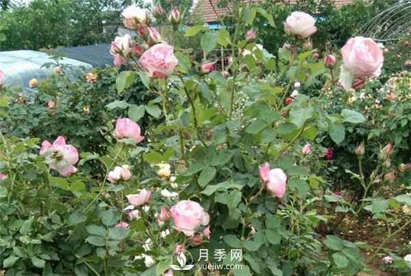 花友都喜歡的月季品種，龍沙寶石，適合做月季花門(mén)(圖1)