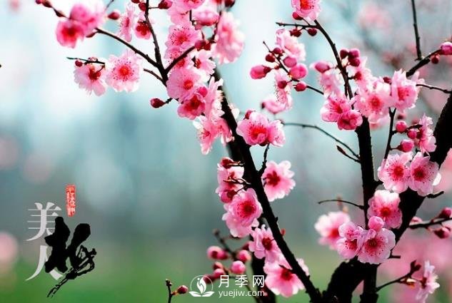 美人梅日常養(yǎng)護(hù)要點(diǎn)，大盆厚土催花艷(圖1)