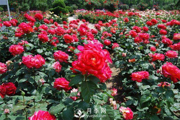 冬季苗木為什么要修剪？修剪時(shí)應(yīng)注意幾點(diǎn)？(圖1)