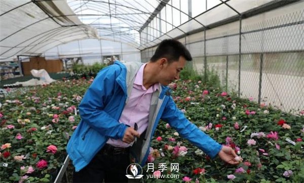 天狼月季，始終走在育種路上(圖3)