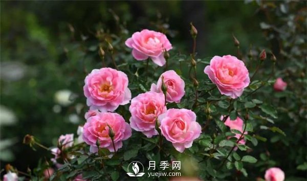 天狼月季，始終走在育種路上(圖5)