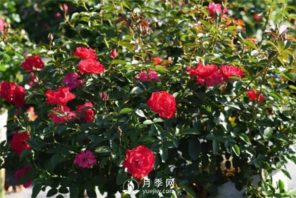 天狼月季，始終走在育種路上(圖8)