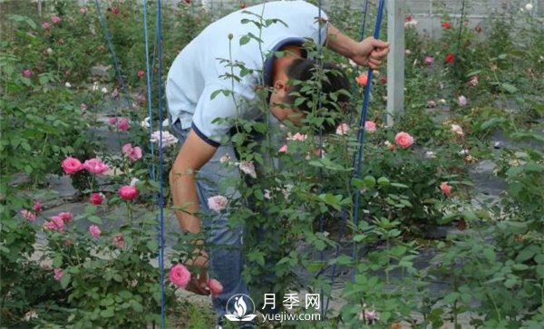 天狼月季，始終走在育種路上(圖9)
