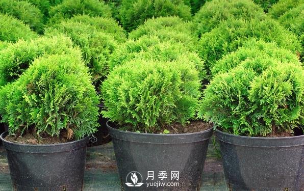 小小的改變，是的這些苗木從價格、價值、銷量都提升數(shù)倍(圖1)