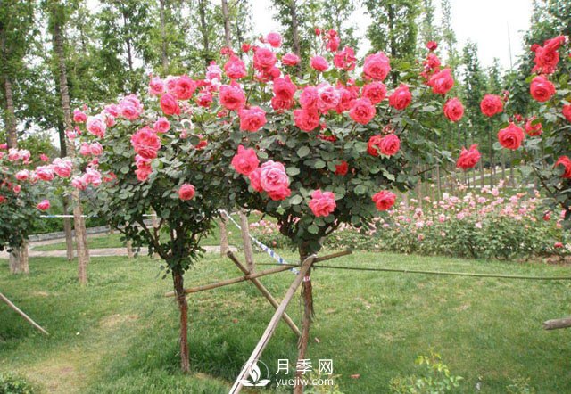 3公分樹狀月季成綠化苗木批發(fā)爆款，原因在哪里？(圖2)