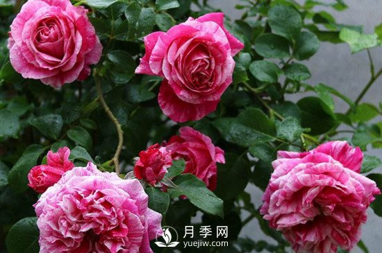 月季如何修剪和促進(jìn)發(fā)筍芽？月季網(wǎng)告訴你(圖1)