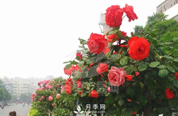 樹狀月季在家庭庭院景觀中的應用(圖1)