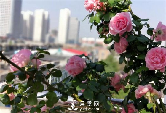 一年開三季的月季花，裝扮我的陽臺(圖1)