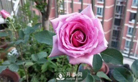 一年開三季的月季花，裝扮我的陽臺(圖2)