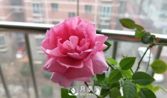 一年開三季的月季花，裝扮我的陽臺(圖3)
