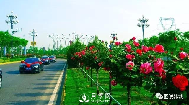 韓城豐澤月季園 花卉產(chǎn)業(yè)競風流(圖1)