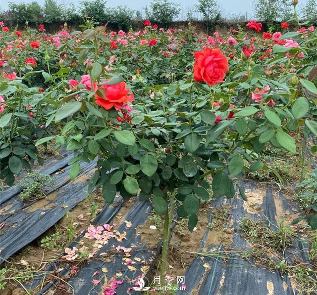 月季花的作用有哪些_南陽(yáng)月季樹如何嫁接(圖1)
