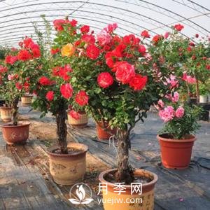 盆栽樹(shù)狀月季花養(yǎng)殖方法如下(圖1)