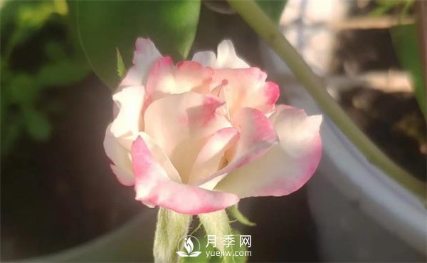 樹(shù)狀月季花的盆栽養(yǎng)殖方法(圖3)
