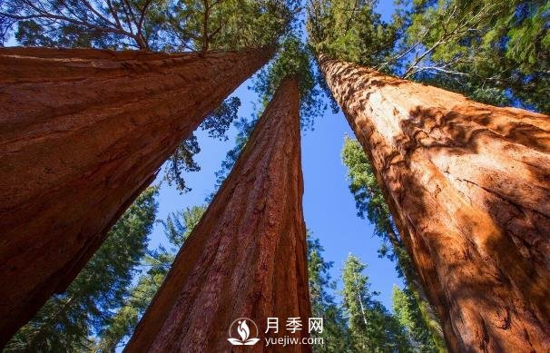 杉木為什么不值錢？解決三個問題，依舊會王者歸來(圖1)