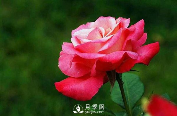 月季花怎么養(yǎng)可以月月爆盆？(圖1)