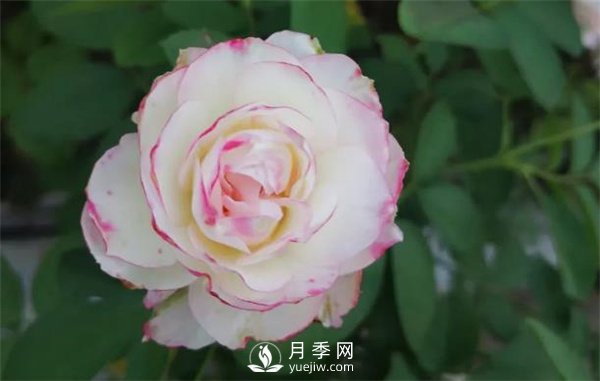 施肥、陽(yáng)光、修剪，做好三點(diǎn)，月季花月月爆盆(圖1)