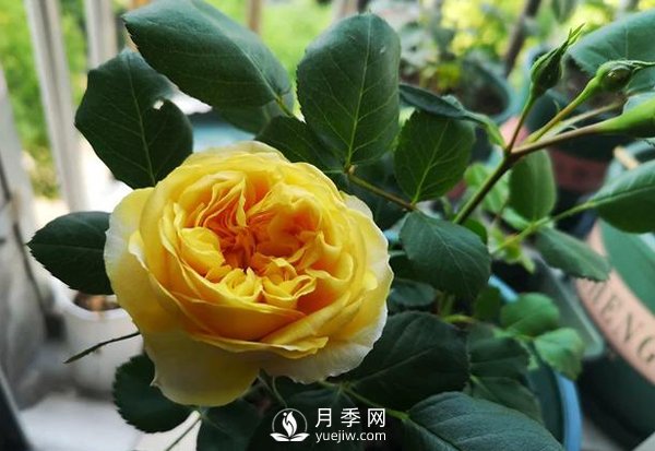 盆栽月季樹皮放多了影響生根嗎？來告訴你正確做法(圖1)
