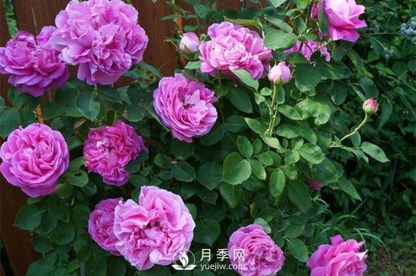 月季花花苞有綠色小蟲怎么辦？(圖1)