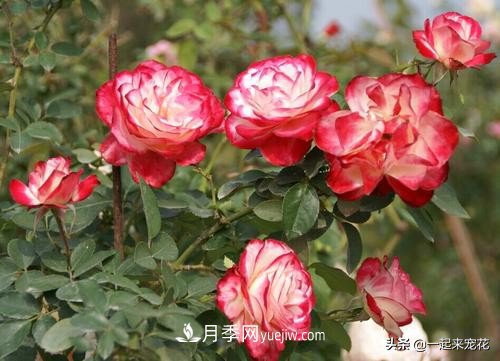 新年養(yǎng)盆香水月季，花朵香飄滿屋，陽臺盆栽佳品(圖2)