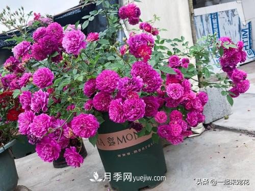 新年養(yǎng)盆香水月季，花朵香飄滿屋，陽臺盆栽佳品(圖1)