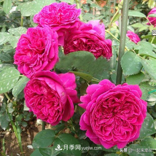 新年養(yǎng)盆香水月季，花朵香飄滿屋，陽臺盆栽佳品(圖3)
