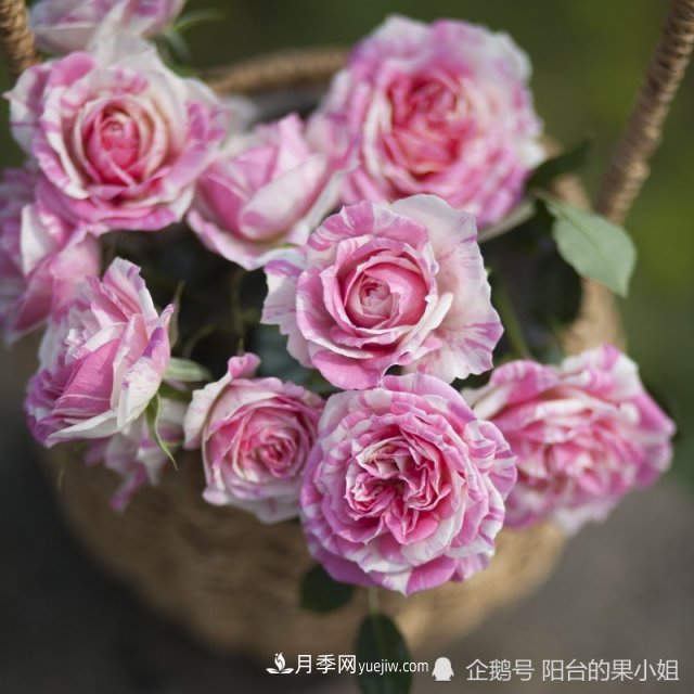 條紋系的月季，你***愛(ài)哪一種(圖8)
