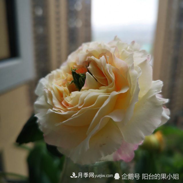 條紋系的月季，你***愛(ài)哪一種(圖4)