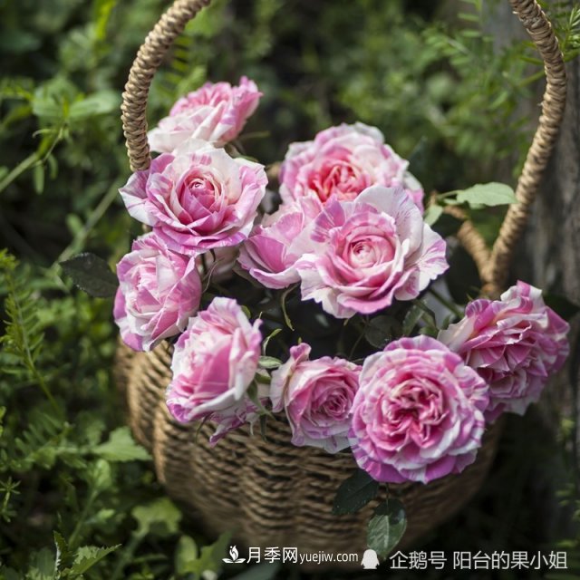 條紋系的月季，你***愛(ài)哪一種(圖9)