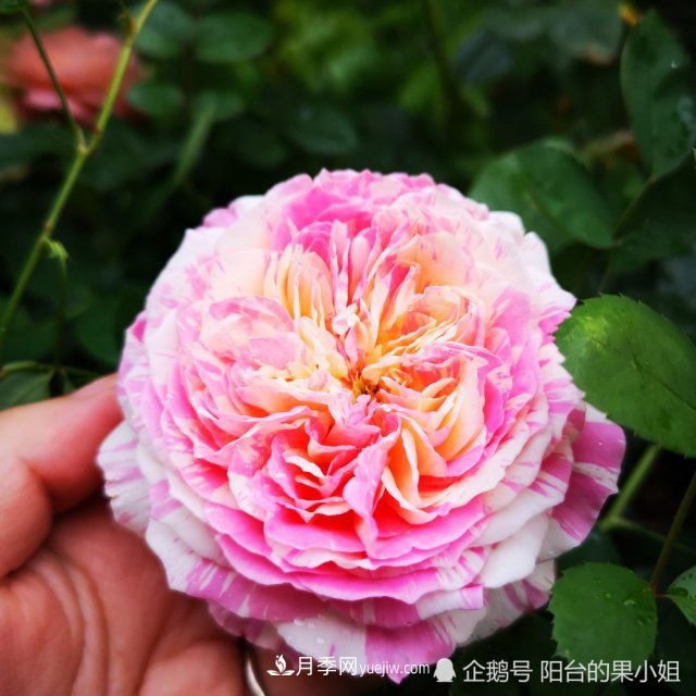 條紋系的月季，你***愛(ài)哪一種(圖3)