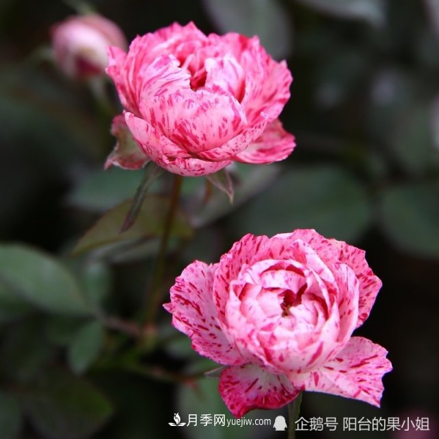 條紋系的月季，你***愛(ài)哪一種(圖1)
