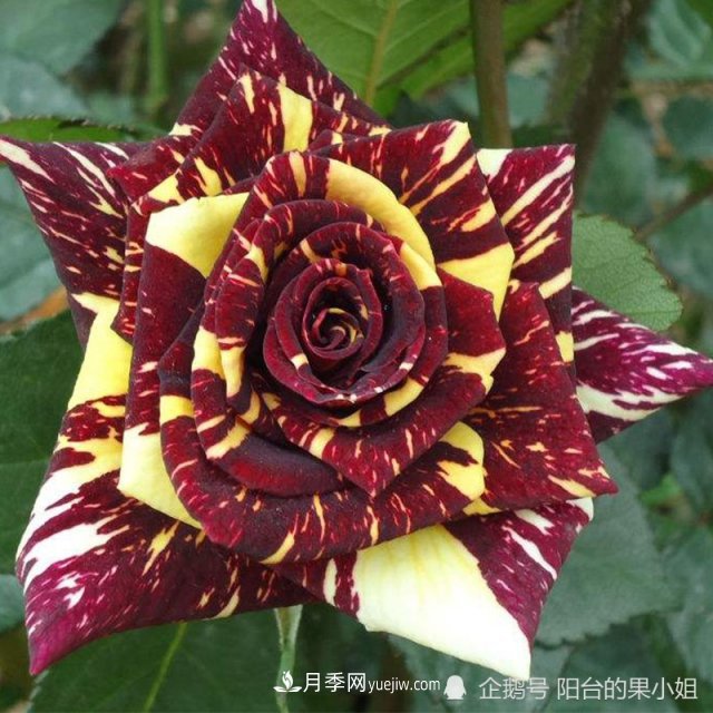 條紋系的月季，你***愛(ài)哪一種(圖11)