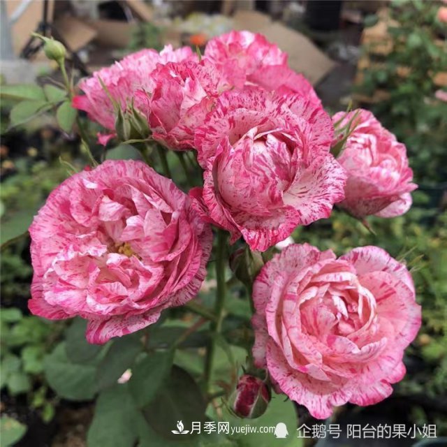 條紋系的月季，你***愛(ài)哪一種(圖2)