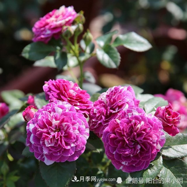 條紋系的月季，你***愛(ài)哪一種(圖6)