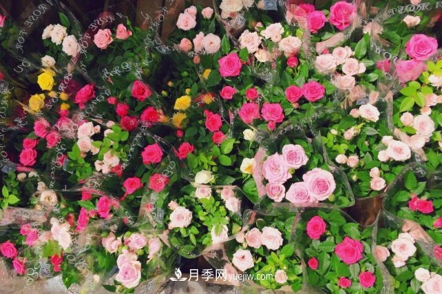 中國(guó)6大花市，全國(guó)花卉批發(fā)市場(chǎng)介紹(圖6)