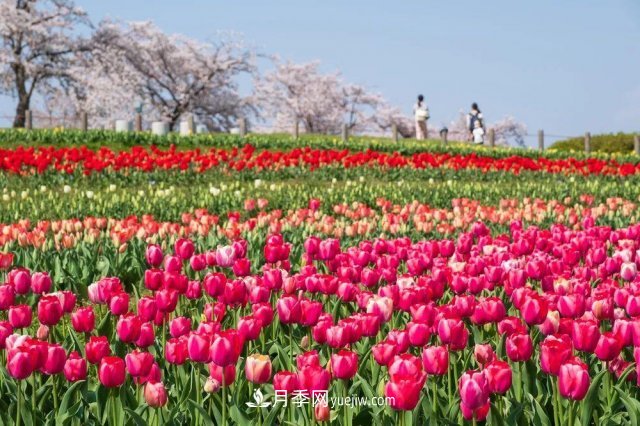 中國(guó)6大花市，全國(guó)花卉批發(fā)市場(chǎng)介紹(圖5)