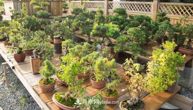中國(guó)6大花市，全國(guó)花卉批發(fā)市場(chǎng)介紹(圖4)