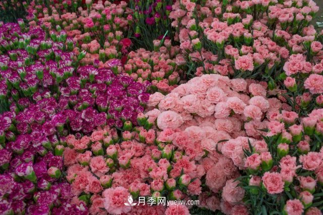 中國(guó)6大花市，全國(guó)花卉批發(fā)市場(chǎng)介紹(圖1)