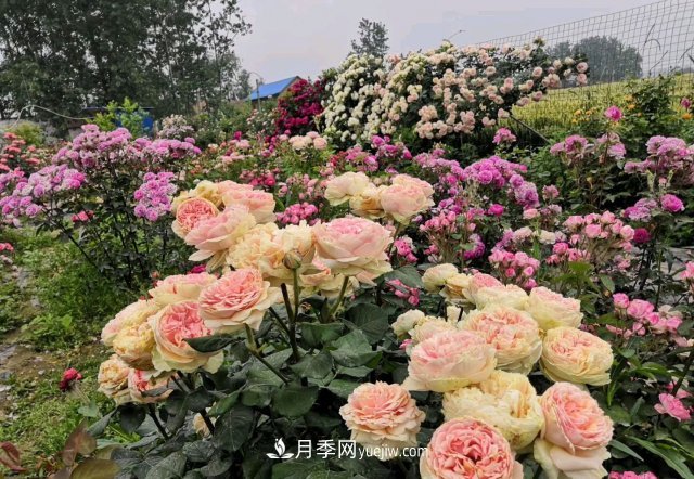 花泥扦插月季，不用假植存活率高，基質(zhì)還能自然降解很環(huán)保(圖2)