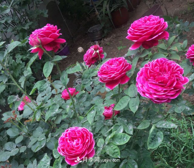 花泥扦插月季，不用假植存活率高，基質(zhì)還能自然降解很環(huán)保(圖1)