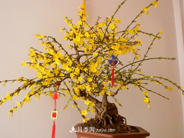 掌握養(yǎng)護(hù)臘梅的方法，成為受歡迎的年宵花(圖1)