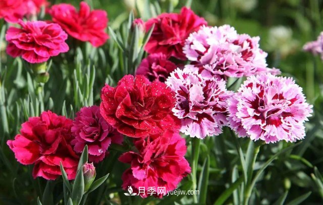 2021，十二生肖的運勢，養(yǎng)什么花***旺？(圖6)