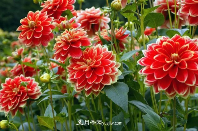 2021，十二生肖的運勢，養(yǎng)什么花***旺？(圖5)