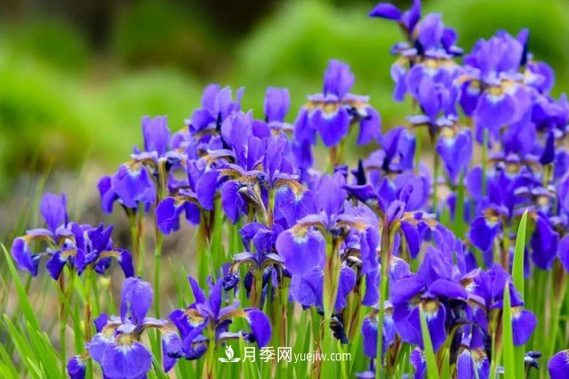 2021，十二生肖的運勢，養(yǎng)什么花***旺？(圖4)