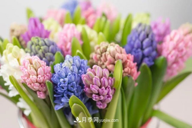 2021，十二生肖的運勢，養(yǎng)什么花***旺？(圖2)